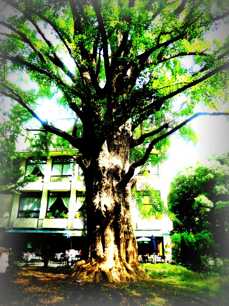 Tree