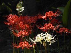 彼岸花か曼珠沙華