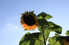 ひまわり
