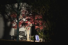 月の石もみじ公園