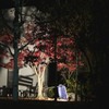 月の石もみじ公園