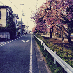 帰る道にある桜木