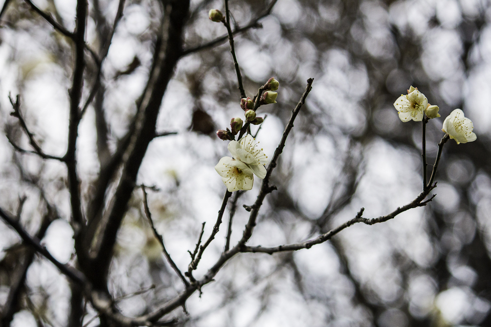 冬桜