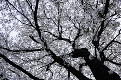 満開した桜木