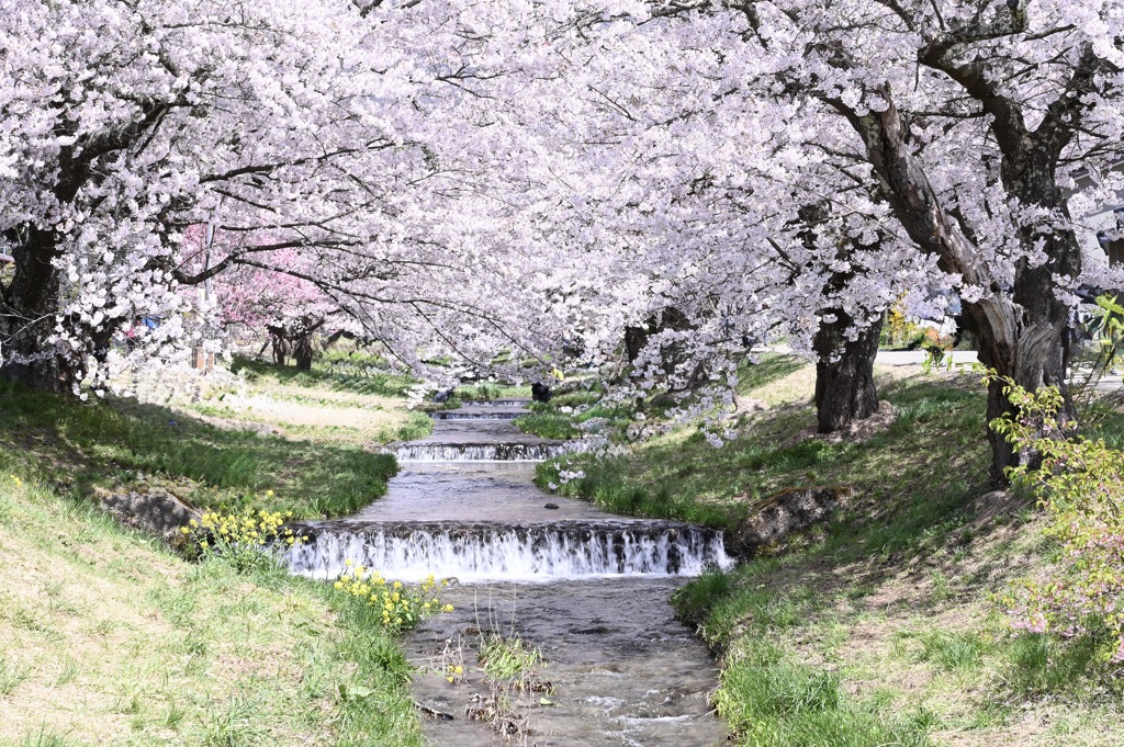 観音寺川の桜1
