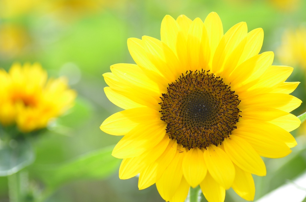 Sunflower