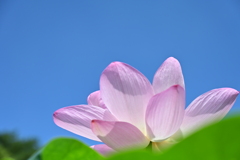 大賀蓮_1