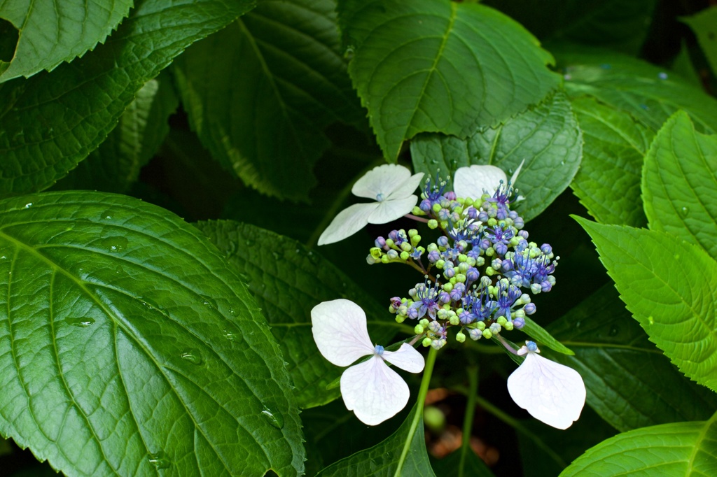 紫陽花