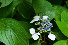 紫陽花