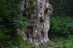 縄文杉