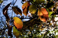 紅葉