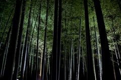 竹林の小径、ライトアップ2