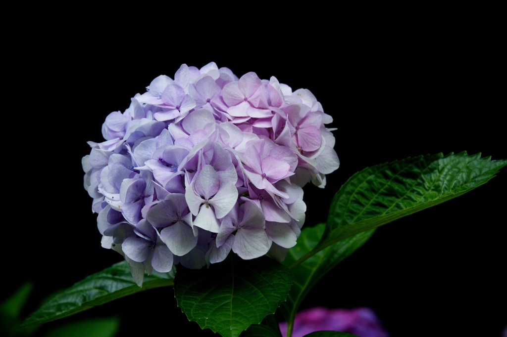 梅雨の花