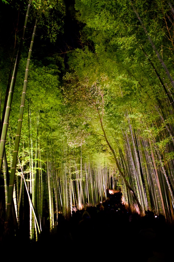 竹林の小径、ライトアップ