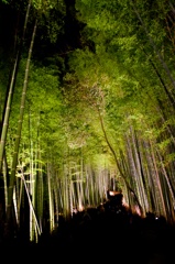 竹林の小径、ライトアップ