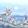 桜 @ Kobe