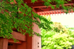 雨の日の新緑