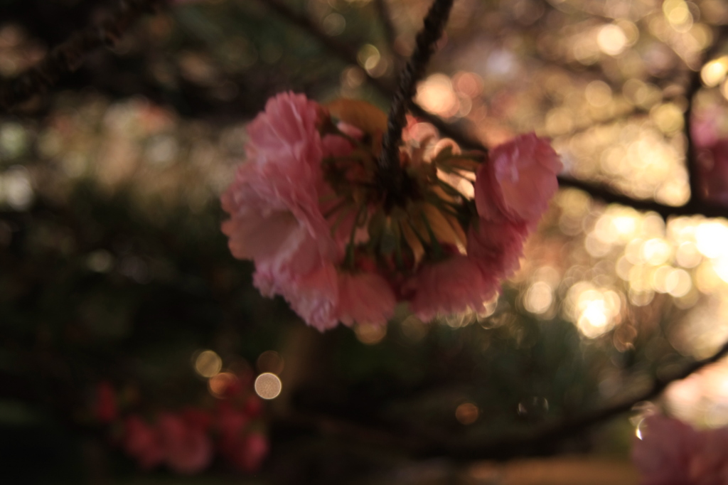 夜桜