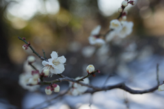 雪原花