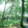 神代植物公園で森林浴