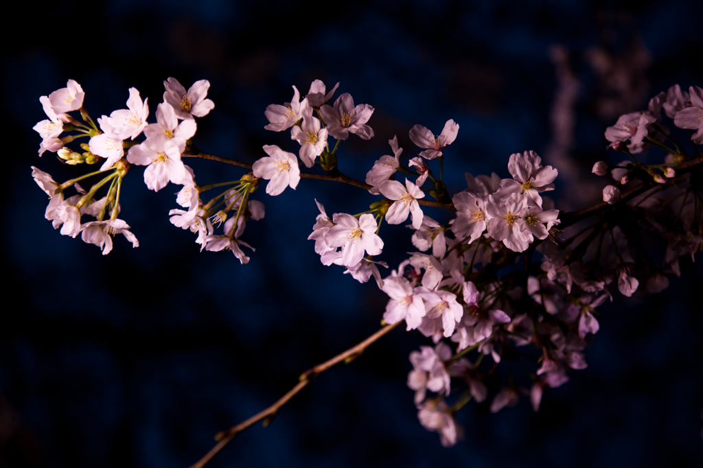 YASUKUNI #14