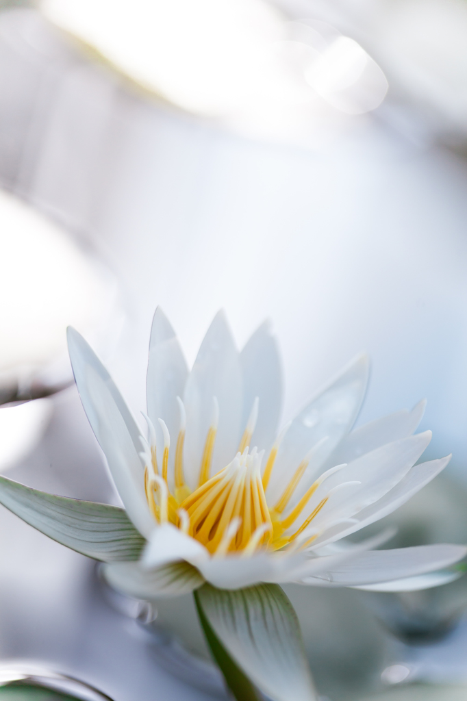 Eternal White