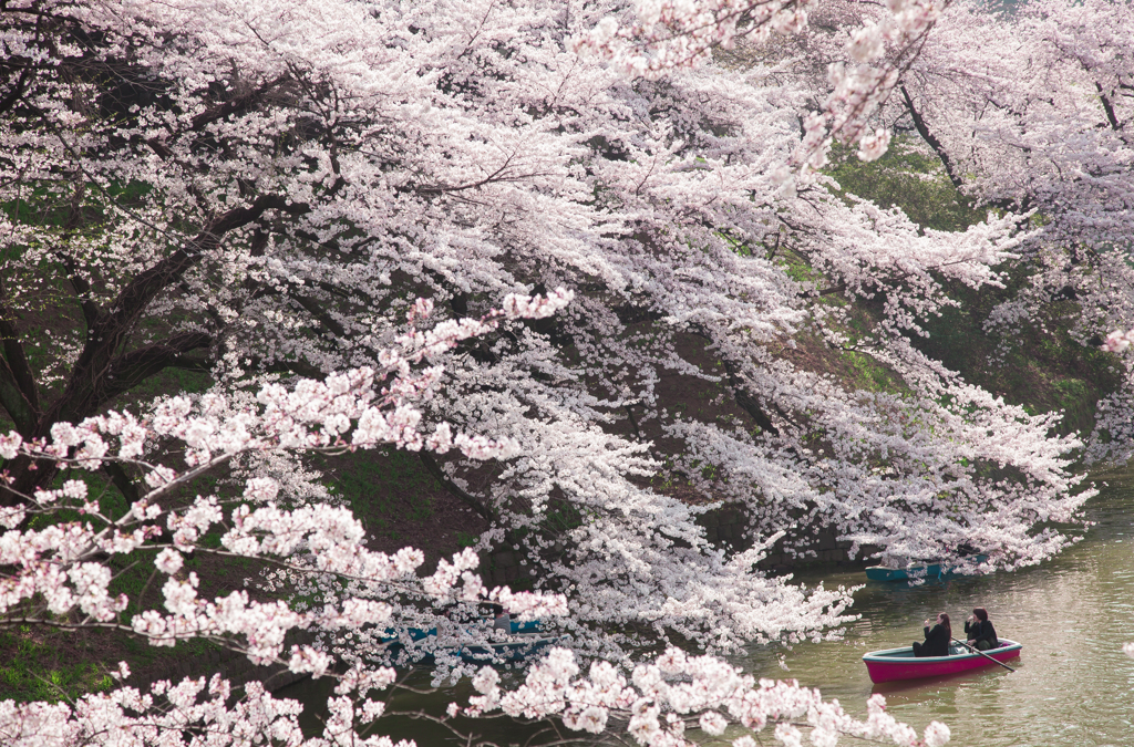 桜花爛漫