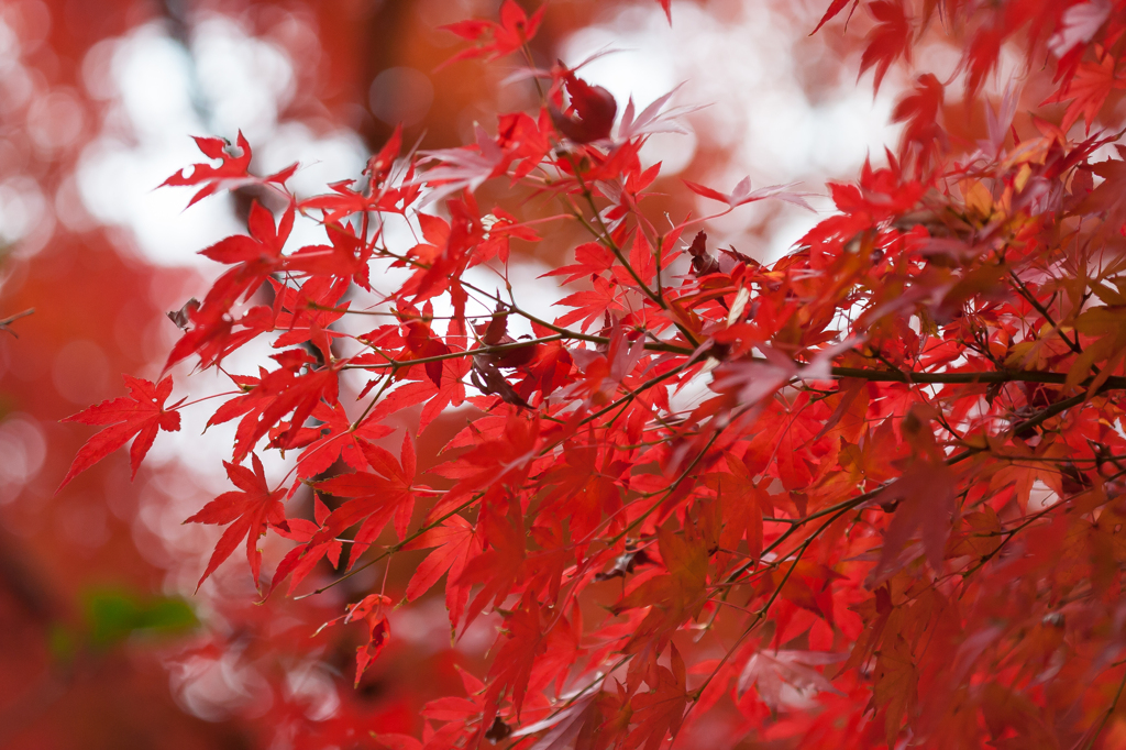 紅炎