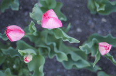 four tulips