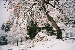 束の間の雪化粧