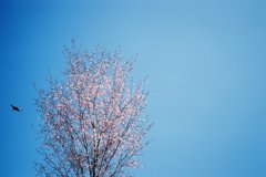 桜と鳶と青空と