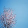 桜と鳶と青空と