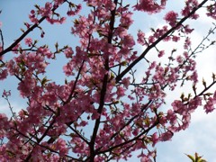 春をさがして