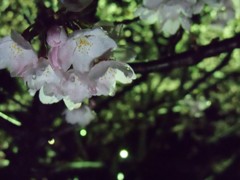雨上がりの・・・
