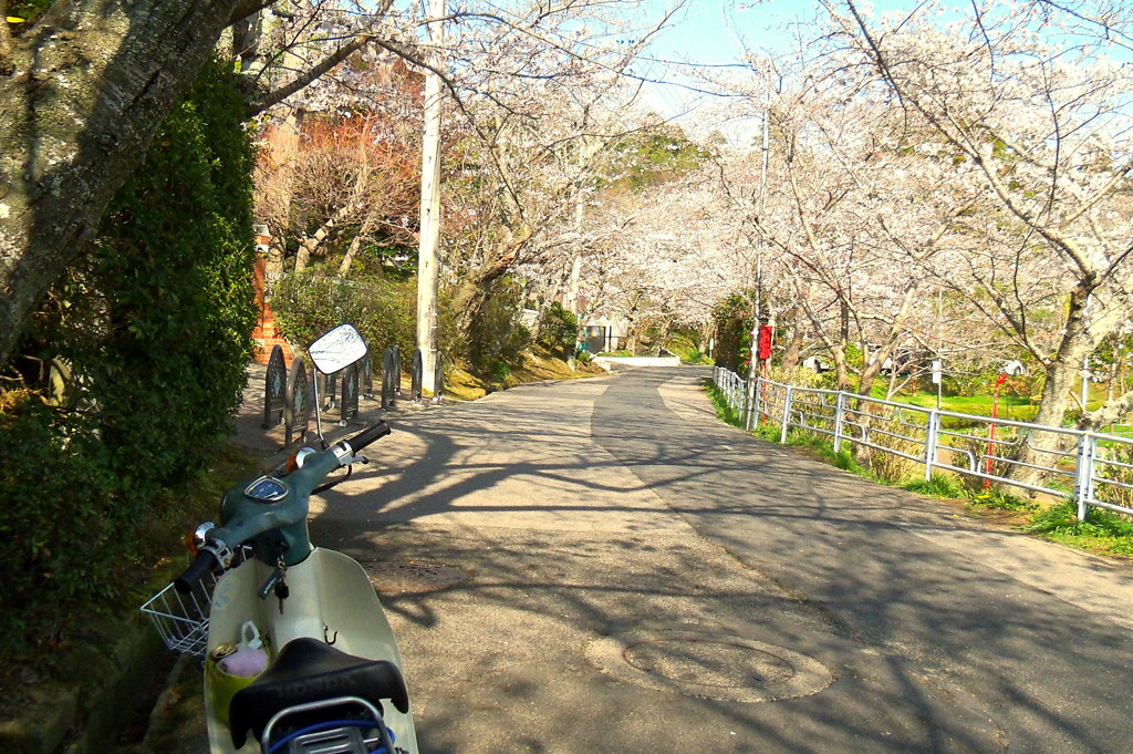 桜のトンネル