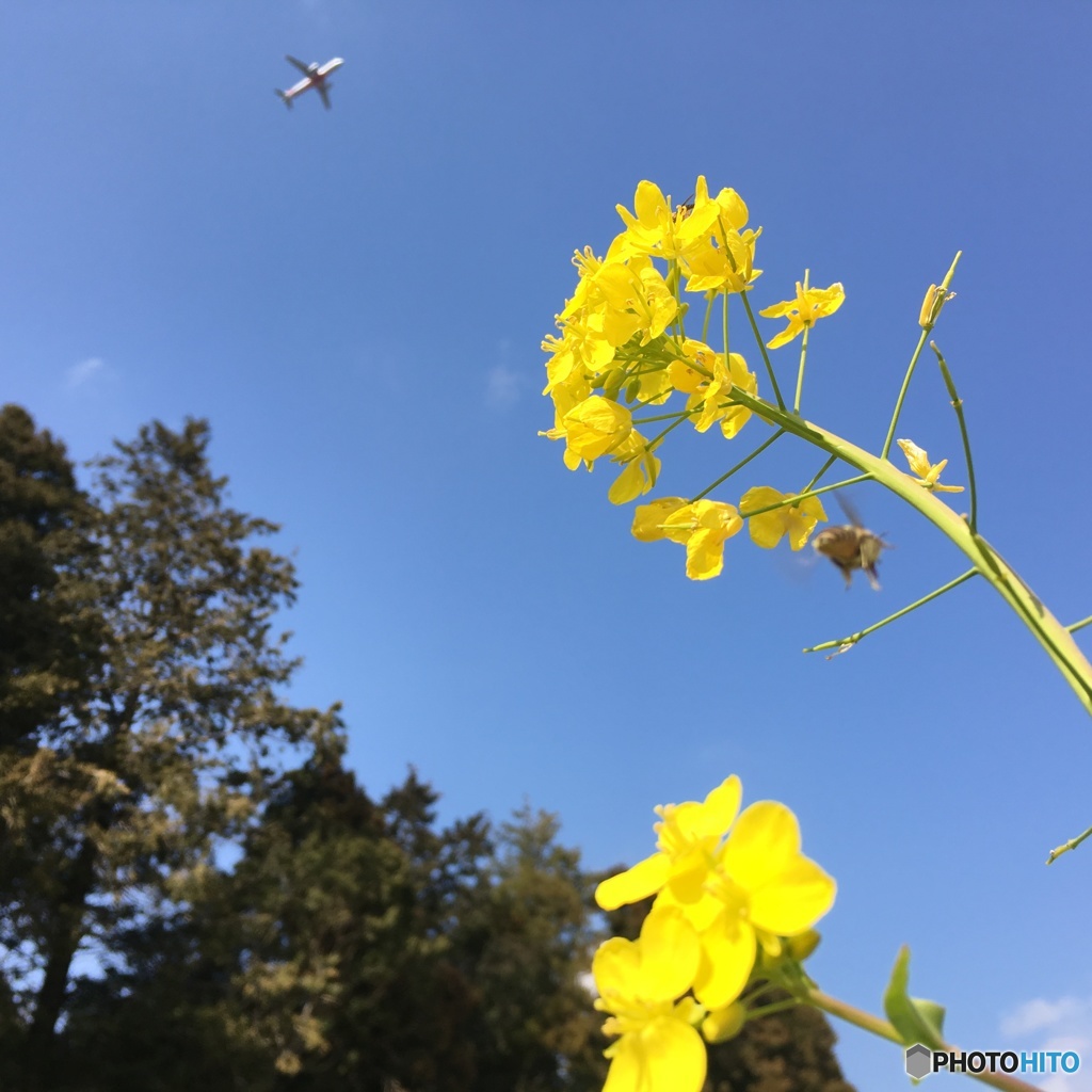 蜂も飛ぶ 飛行機も飛ぶ 菜の花畑