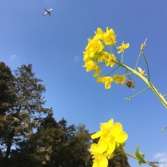 蜂も飛ぶ 飛行機も飛ぶ 菜の花畑