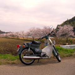農道で・・・cubと桜