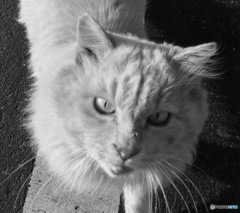 ねこか？
