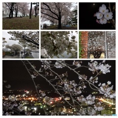 桜 コラージュ