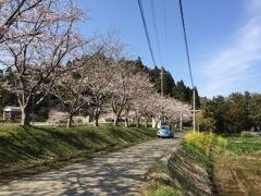 さくら