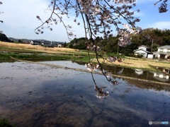 さくら