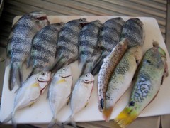 釣果