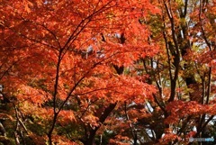 ありきたりだけど、この時期なんで紅葉