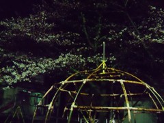 夜　公園　桜