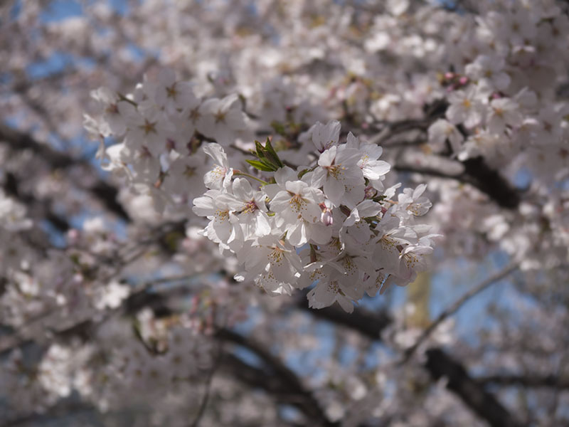 桜