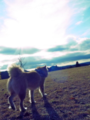 愛犬よ　大志を抱け!