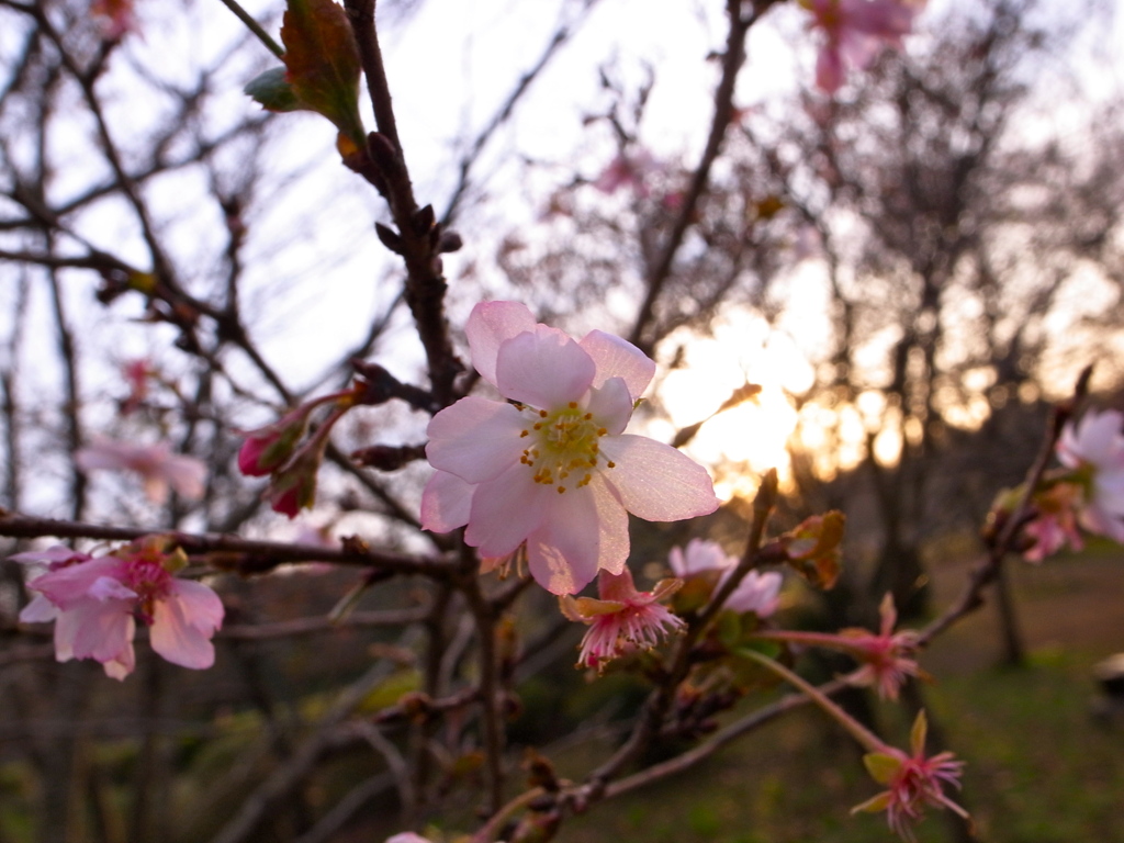 冬桜