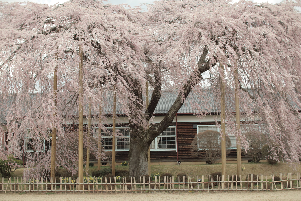 廃校の桜