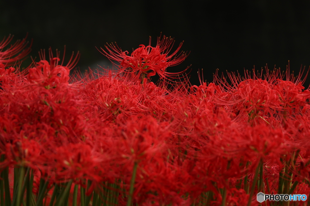 曼殊沙華